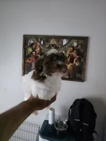 Flor , a female Shih Tzu for sale in Waco, TX – 4 of 5