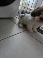 Tobi, a male Shih Tzu for sale in Waco, TX – 3 of 6