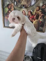 Blanca , a female Shih Tzu for sale in Waco, TX – 3 of 5