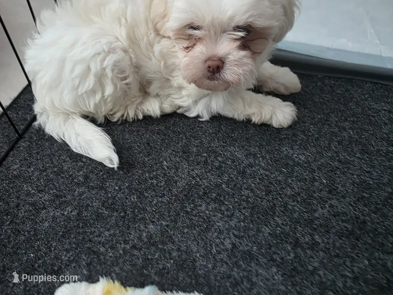Blanca  – Shih Tzu puppy for sale in Waco, TX