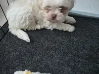 Blanca , a female Shih Tzu for sale in Waco, TX – 1 of 5