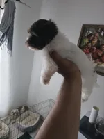 Flor , a female Shih Tzu for sale in Waco, TX – 2 of 5