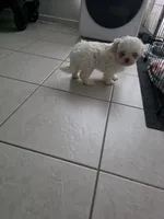 Blanca , a female Shih Tzu for sale in Waco, TX – 5 of 5