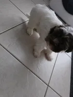 Flor , a female Shih Tzu for sale in Waco, TX – 5 of 5