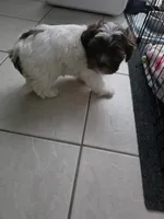 Flor , a female Shih Tzu for sale in Waco, TX – 3 of 5