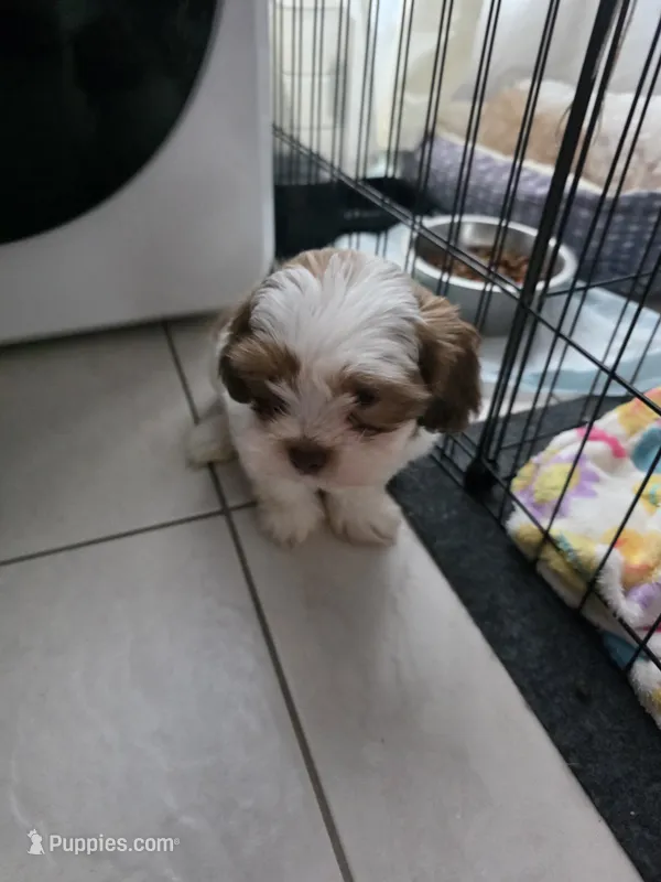 Tobi – Shih Tzu puppy for sale in Waco, TX