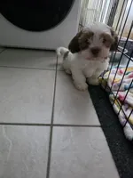 Tobi, a male Shih Tzu for sale in Waco, TX – 4 of 6