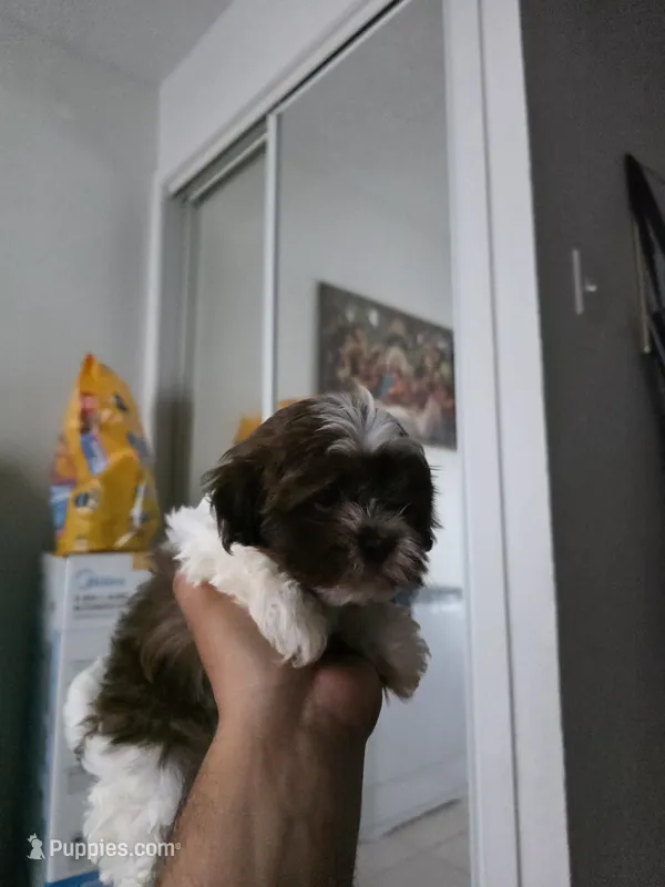 Mia – Shih Tzu puppy for sale in Waco, TX