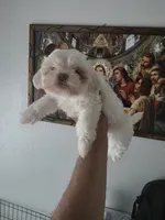 Blanca , a female Shih Tzu for sale in Waco, TX – 2 of 5