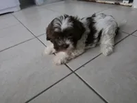 Mia, a female Shih Tzu for sale in Waco, TX – 2 of 2