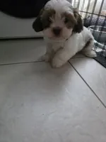 Tobi, a male Shih Tzu for sale in Waco, TX – 6 of 6