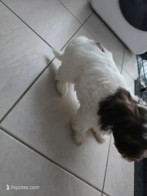 Flor  – Shih Tzu puppy for sale in Waco, TX