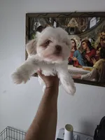 Blanca , a female Shih Tzu for sale in Waco, TX – 4 of 5