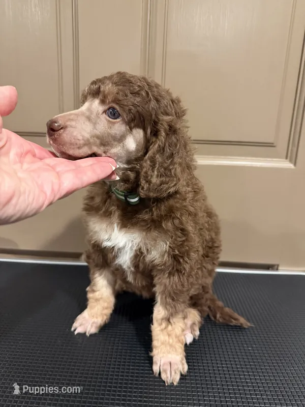 The Duchess – Poodle - Multi-Colored Standard puppy for sale in Sharpsburg, MD