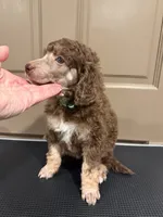 The Duchess, a female Poodle - Multi-Colored Standard for sale in Sharpsburg, MD – 1 of 2