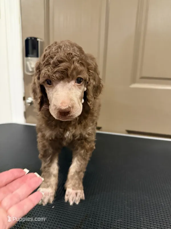 Alice – Poodle - Multi-Colored Standard puppy for sale in Sharpsburg, MD