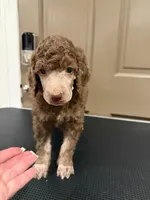 Alice, a female Poodle - Multi-Colored Standard for sale in Sharpsburg, MD – 1 of 2