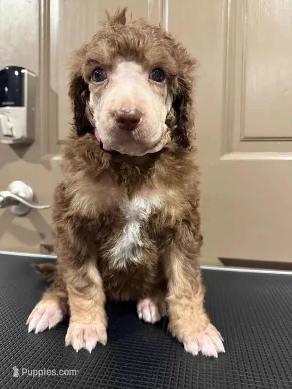 Queen of Hearts – Poodle - Multi-Colored Standard puppy for sale in Sharpsburg, MD