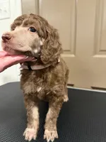 Alice, a female Poodle - Multi-Colored Standard for sale in Sharpsburg, MD – 2 of 2