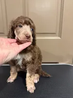 The Duchess, a female Poodle - Multi-Colored Standard for sale in Sharpsburg, MD – 2 of 2