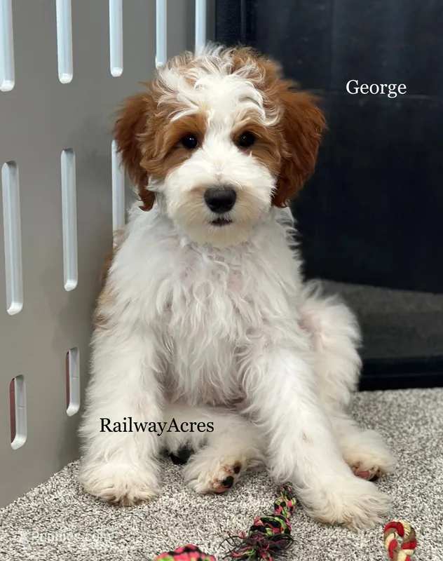 George-Petite – Miniature Goldendoodle puppy for sale in Milford, IN