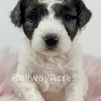 Bonnie-Petite, a female Miniature Goldendoodle for sale in Milford, IN – Photo 4 of 7