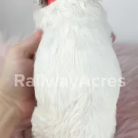 Bonnie-Petite, a female Miniature Goldendoodle for sale in Milford, IN – Photo 5 of 7