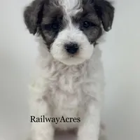Bonnie-Petite, a female Miniature Goldendoodle for sale in Milford, IN – Photo 3 of 7