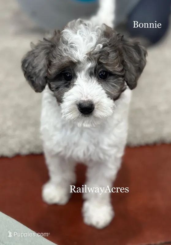 Bonnie-Petite
