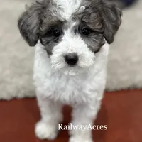 Bonnie-Petite, a female Miniature Goldendoodle for sale in Milford, IN – Photo 1 of 7