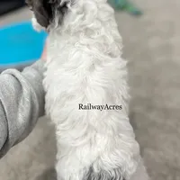 Bonnie-Petite, a female Miniature Goldendoodle for sale in Milford, IN – Photo 2 of 7