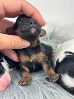 Girl 4, a female Cavapoo for sale in Milford, IN – 3 of 3