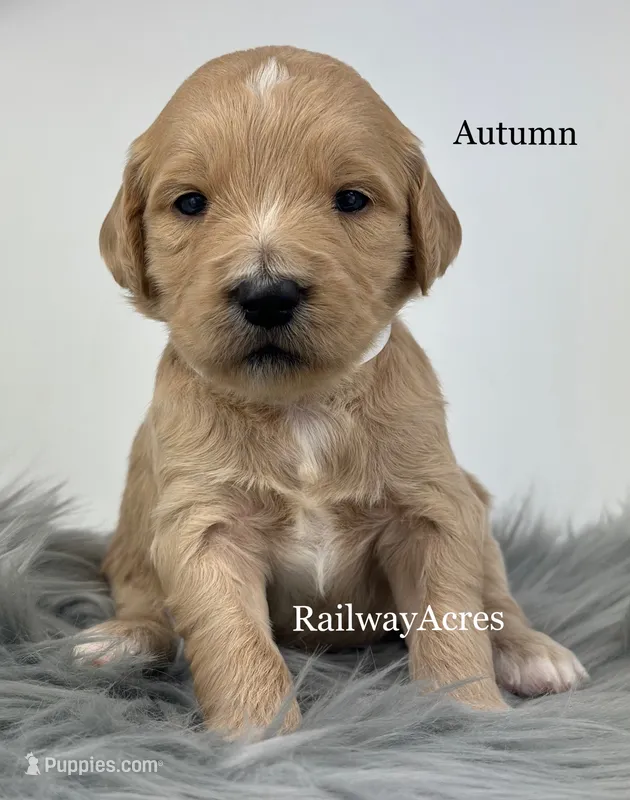 Autumn – English Goldendoodle puppy for sale in Milford, IN