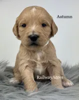 Autumn, a female English Goldendoodle for sale in Milford, IN – 1 of 1