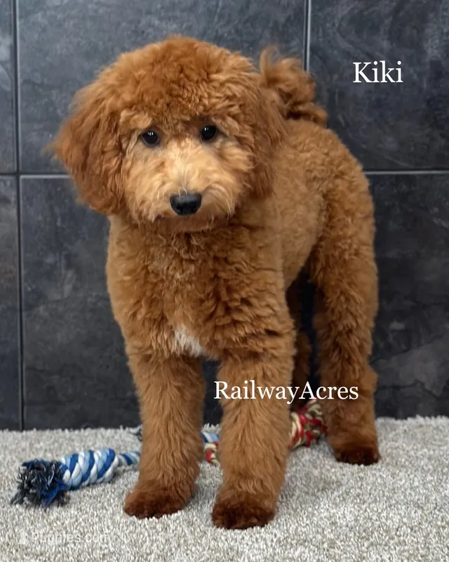 Kiki – Miniature Goldendoodle puppy for sale in Milford, IN
