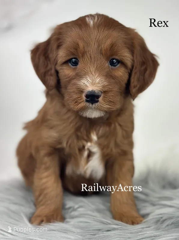 Rex – Miniature Goldendoodle puppy for sale in Milford, IN