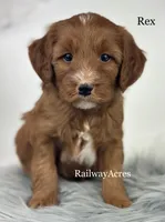 Rex, a male Miniature Goldendoodle for sale in Milford, IN – 3 of 4