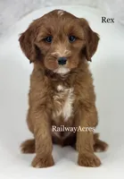 Rex, a male Miniature Goldendoodle for sale in Milford, IN – 2 of 4