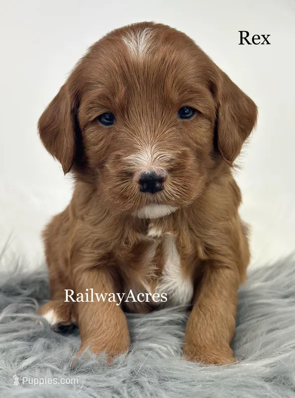 Rex – Miniature Goldendoodle puppy for sale in Milford, IN