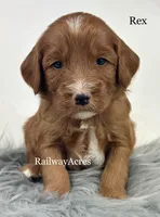 Rex, a male Miniature Goldendoodle for sale in Milford, IN – 4 of 4