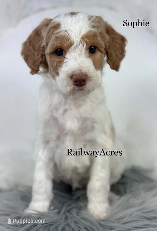 Sophie – Miniature Goldendoodle puppy for sale in Milford, IN