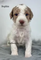 Sophie, a female Miniature Goldendoodle for sale in Milford, IN – Photo 3 of 4