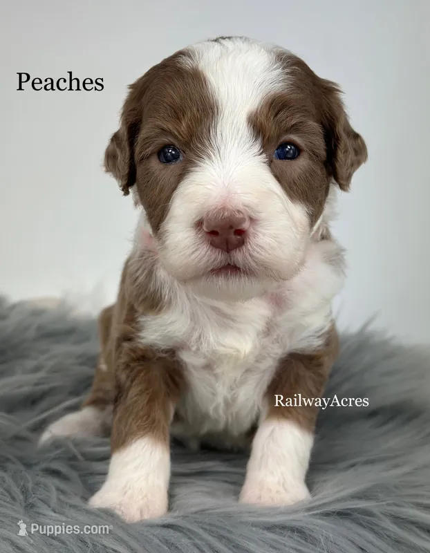 Peaches – Golden Mountain Doodle puppy for sale in Milford, IN
