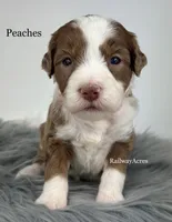 Peaches, a female Golden Mountain Doodle for sale in Milford, IN – 1 of 2