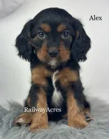 Alex, a male Cavapoo for sale in Milford, IN – 2 of 5
