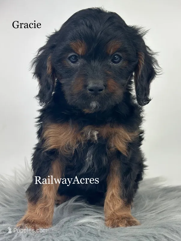Gracie – Cavapoo puppy for sale in Milford, IN