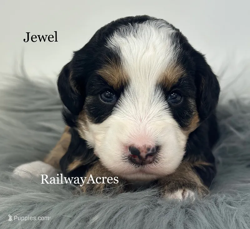 Jewel – Miniature Bernedoodle puppy for sale in Milford, IN