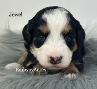 Jewel, a female Miniature Bernedoodle for sale in Milford, IN – 1 of 2