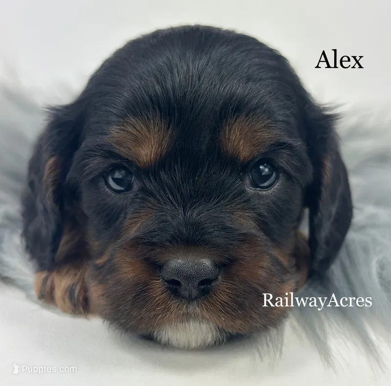 Alex – Cavapoo puppy for sale in Milford, IN