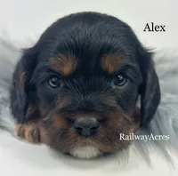 Alex, a male Cavapoo for sale in Milford, IN – 1 of 3